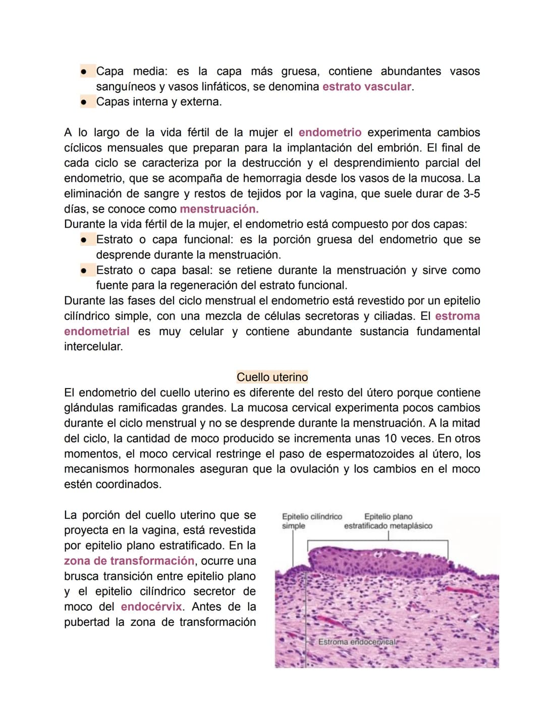 # Aparato reproductor femenino-Valentina Becerra
Fundamentos del aparato reproductor femenino
El aparato genital femenino está compuesto p