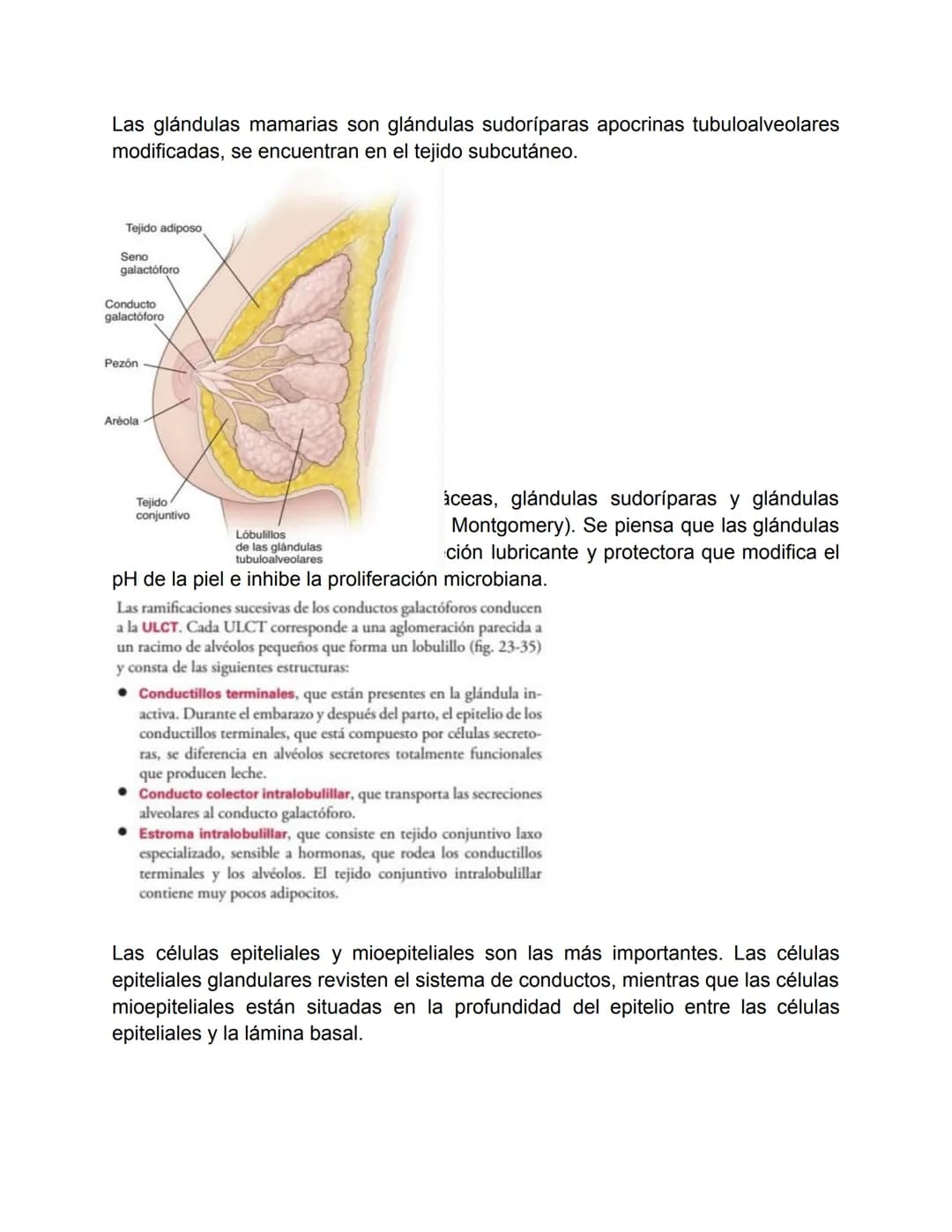 # Aparato reproductor femenino-Valentina Becerra
Fundamentos del aparato reproductor femenino
El aparato genital femenino está compuesto p