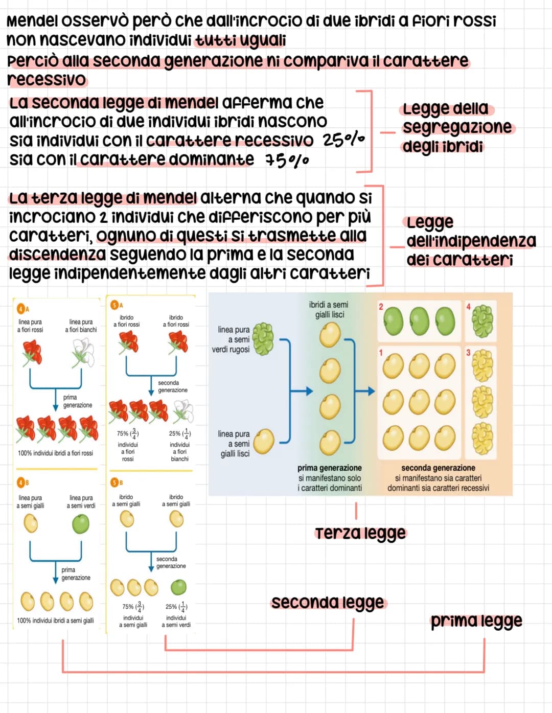<p>Gregor Mendel è stato un famoso scienziato che ha condotto esperimenti sull'ereditarietà utilizzando le piante di pisello odoroso. La sc