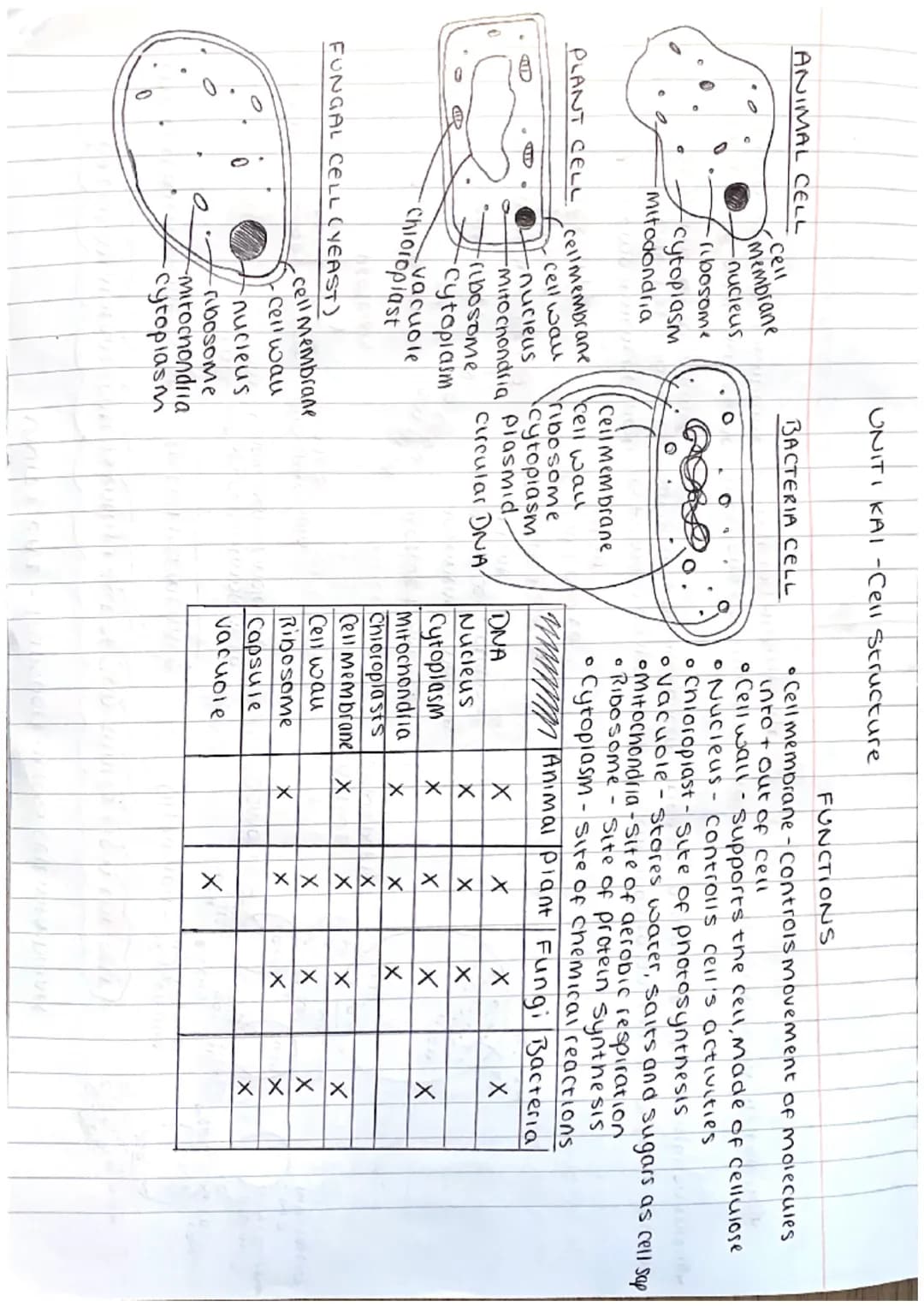 ΟΝΙΤΙ ΚΑI - Cell Structure
ANIMAL CELL
Cell
membrane
nucleus
ribosome
cytoplasm
Mitocondria
PLANT CELL cellmembrane
cell wall
nucleus
ribo