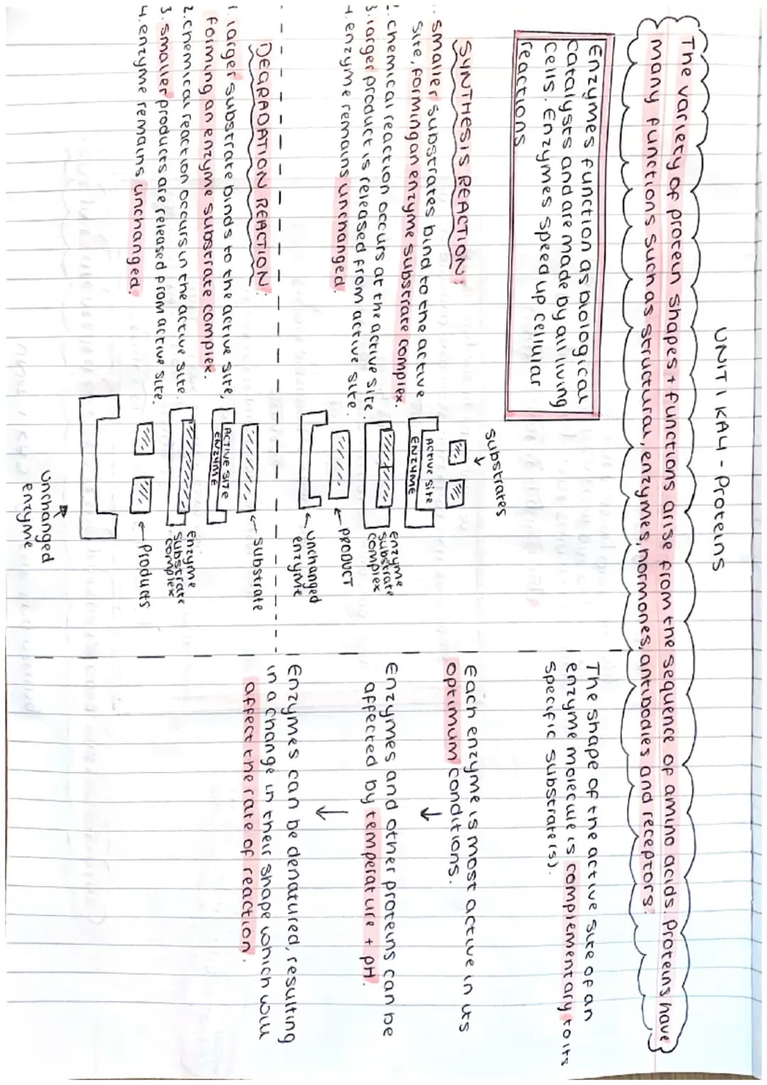 ΟΝΙΤΙ ΚΑI - Cell Structure
ANIMAL CELL
Cell
membrane
nucleus
ribosome
cytoplasm
Mitocondria
PLANT CELL cellmembrane
cell wall
nucleus
ribo