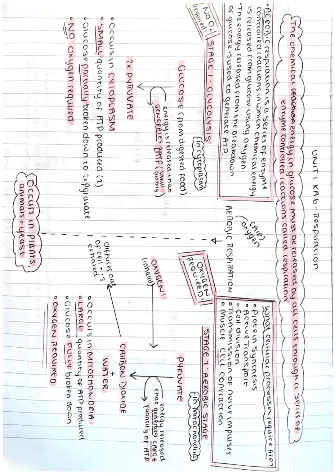 ΟΝΙΤΙ ΚΑI - Cell Structure
ANIMAL CELL
Cell
membrane
nucleus
ribosome
cytoplasm
Mitocondria
PLANT CELL cellmembrane
cell wall
nucleus
ribo