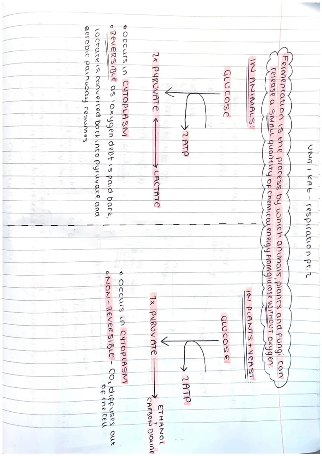 ΟΝΙΤΙ ΚΑI - Cell Structure
ANIMAL CELL
Cell
membrane
nucleus
ribosome
cytoplasm
Mitocondria
PLANT CELL cellmembrane
cell wall
nucleus
ribo