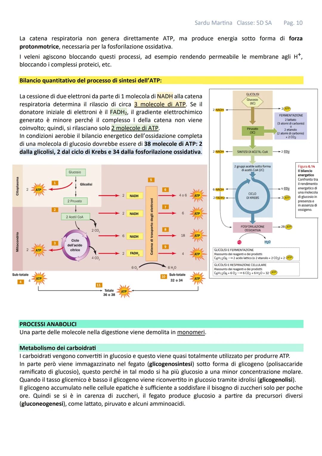 Sardu Martina Classe: 5D SA Pag. 1
# IL METABOLISMO
Gli organismi viventi sono costituiti da cellule in queste strutture avvengono continu