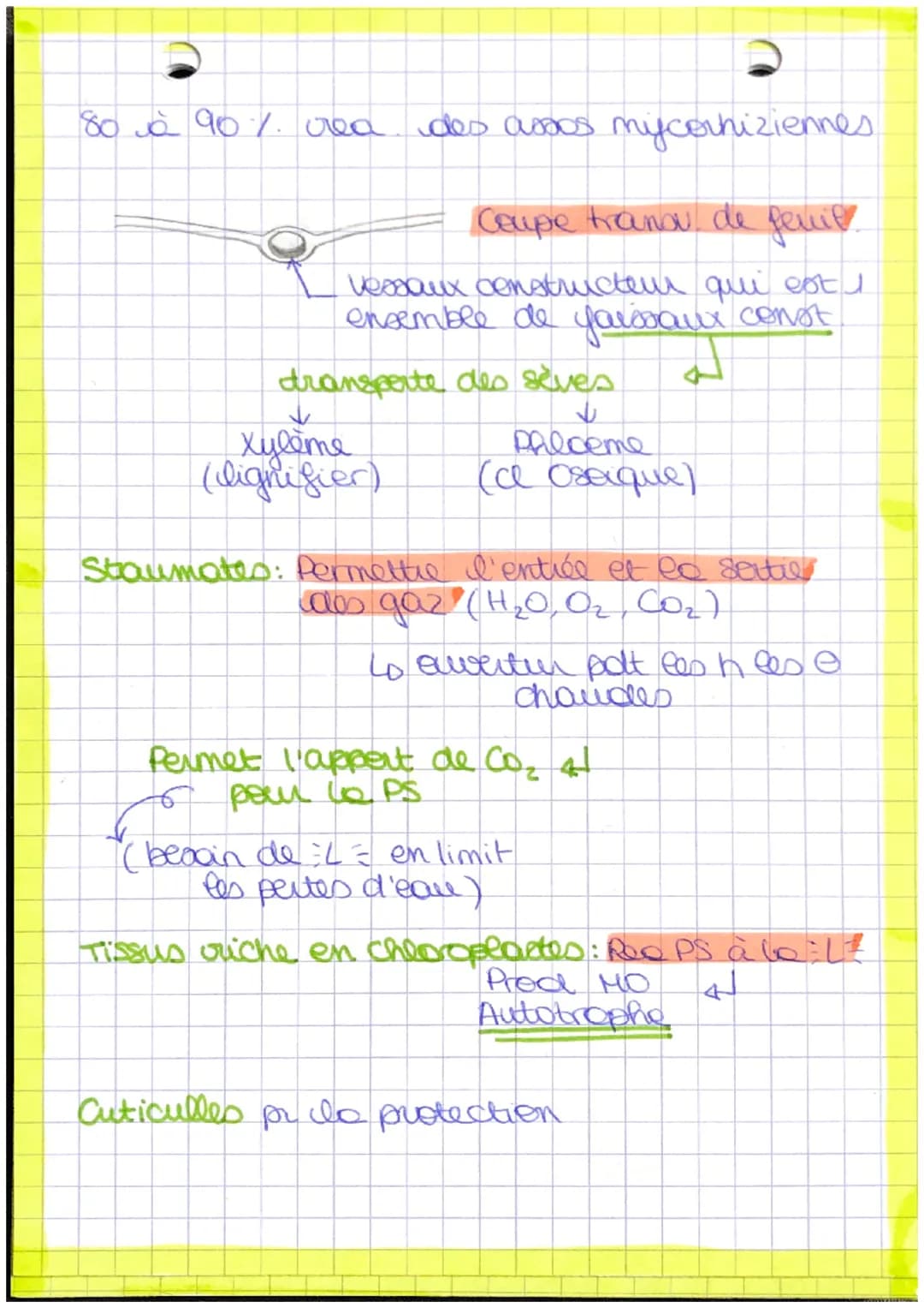 # plantes
- bourgeon apicale.
- feuille
- Recup Mère
- Pred matiere
- tige
- orga
- lumière + CO₂
- racine Autotrophe: Orge
capalte synthet