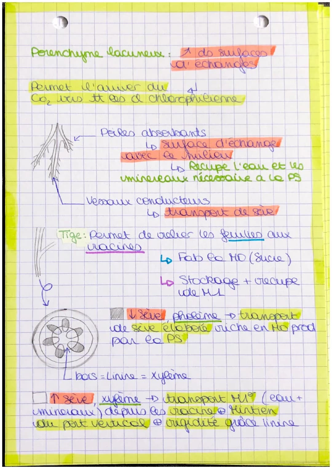 # plantes
- bourgeon apicale.
- feuille
- Recup Mère
- Pred matiere
- tige
- orga
- lumière + CO₂
- racine Autotrophe: Orge
capalte synthet