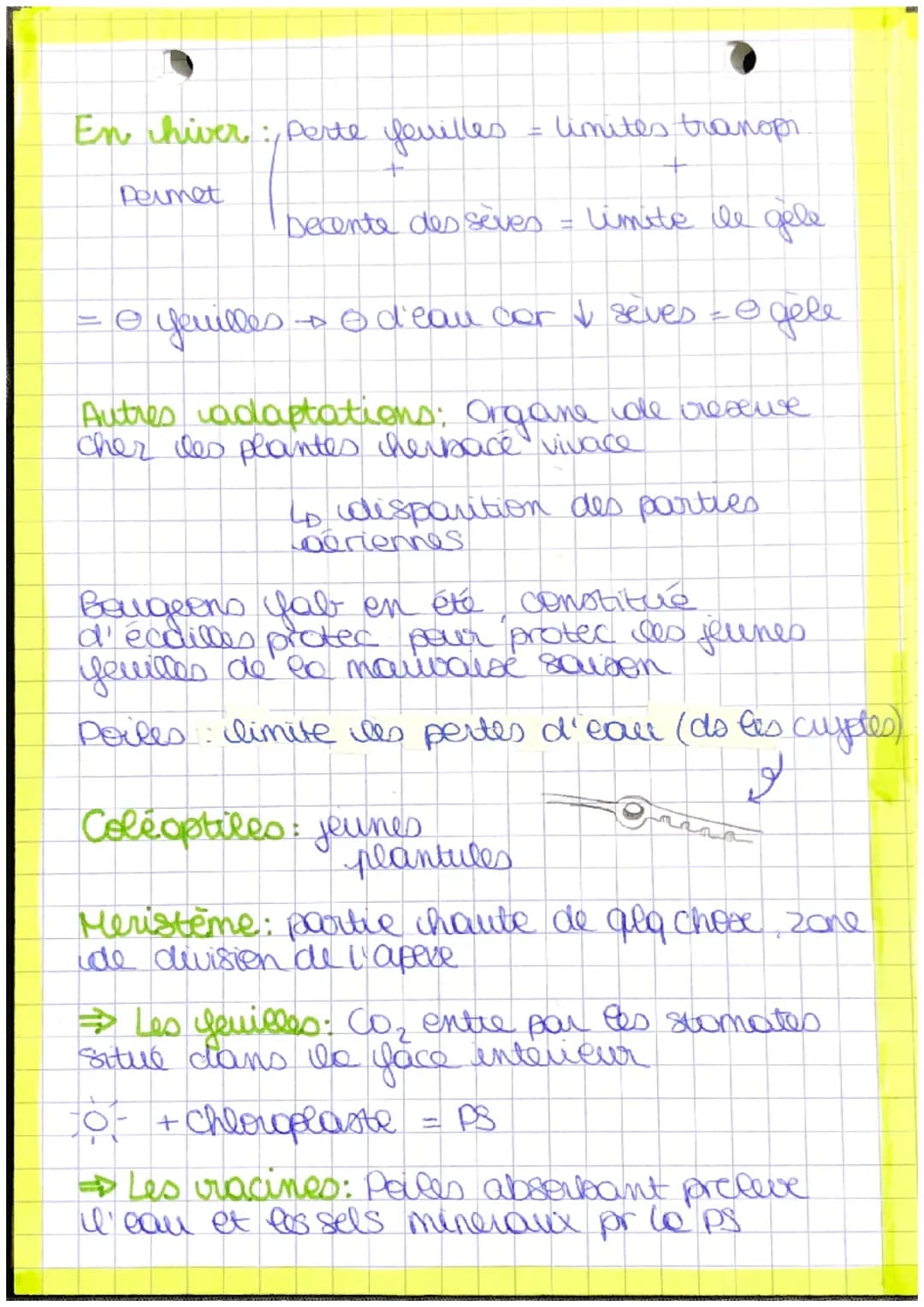 # plantes
- bourgeon apicale.
- feuille
- Recup Mère
- Pred matiere
- tige
- orga
- lumière + CO₂
- racine Autotrophe: Orge
capalte synthet
