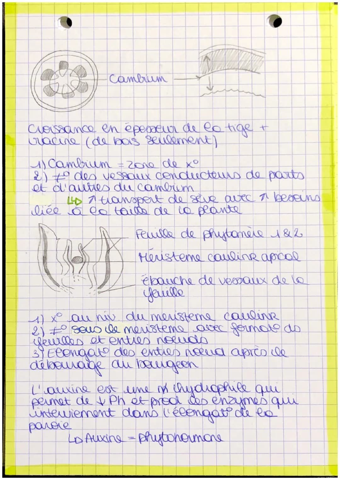 # plantes
- bourgeon apicale.
- feuille
- Recup Mère
- Pred matiere
- tige
- orga
- lumière + CO₂
- racine Autotrophe: Orge
capalte synthet