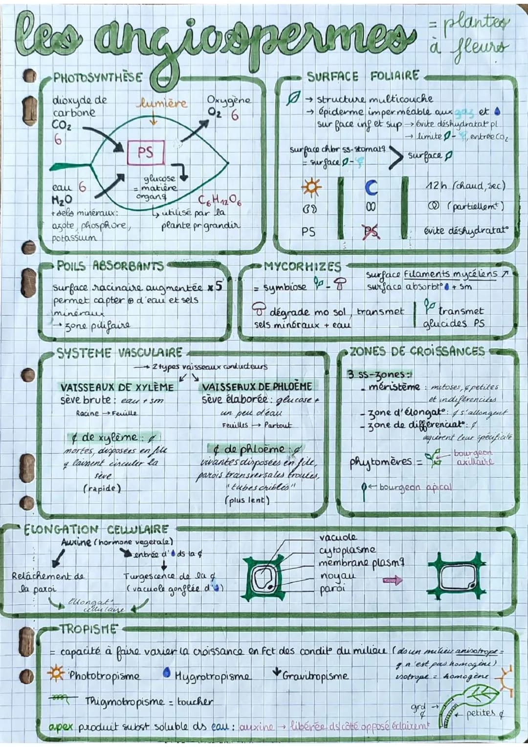 # les angiospermes = plantes
à fleurs
PHOTOSYNTHÈSE
dioxyde de
carbone
CO2
6
lumière Oxygène
O2 6
SURFACE FOLIAIRE
→ structure multicouc