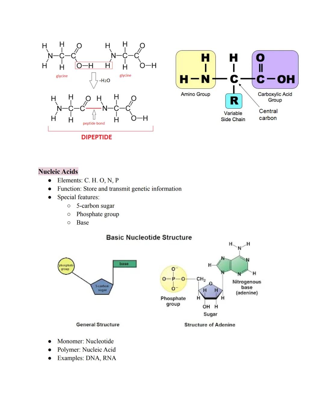 # Molecules of Life
* Organic: Contains the element carbon(with hydrogen)
* Example: C6H12O6
* Not examples: H₂O, CO₂
*Pay close att