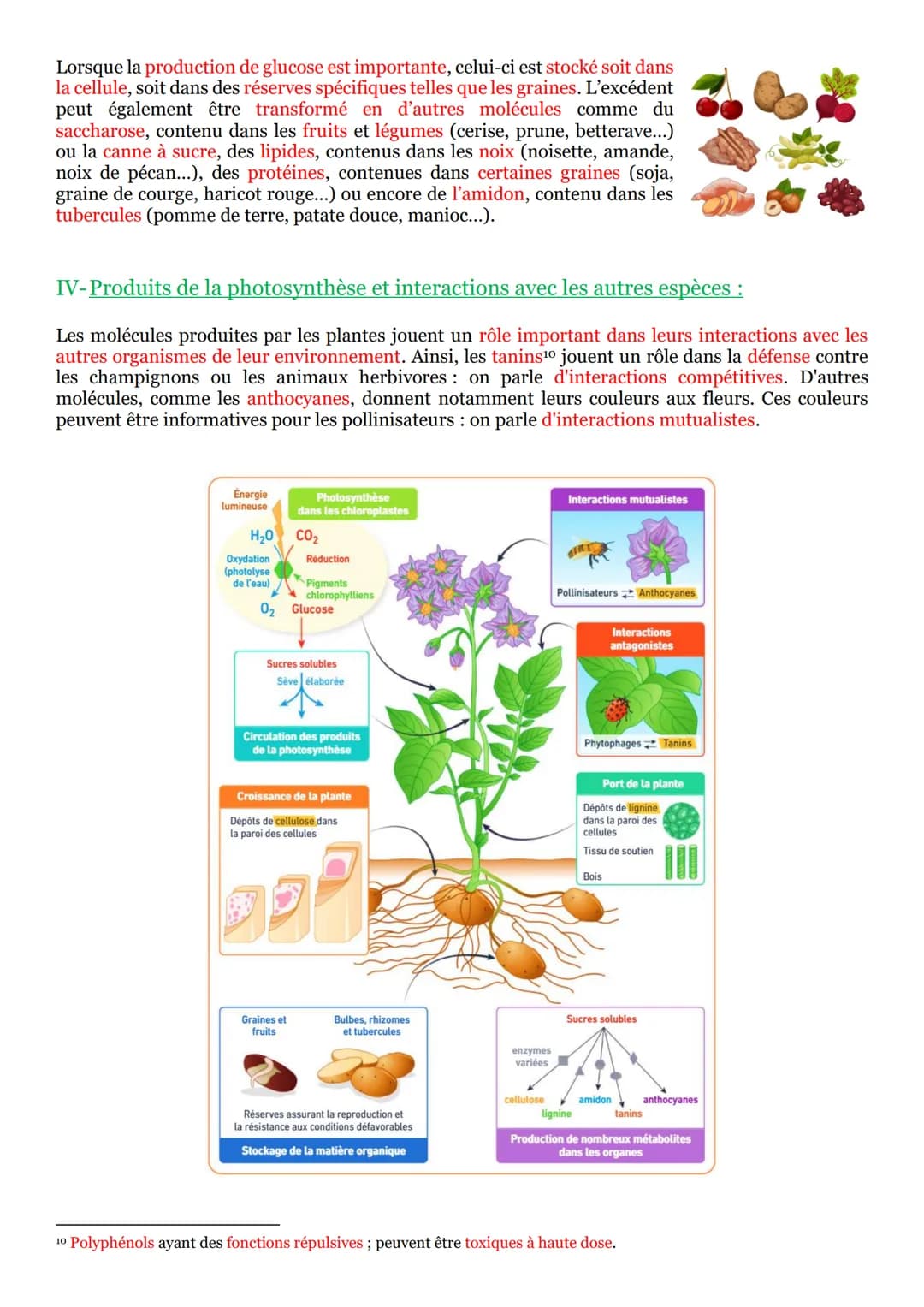 PARTIE 3 : De la plante sauvage à la plante domestiquée :
Chapitre n°1 : L'organisation fonctionnelle des plantes à fleur :
I- La vie fixé