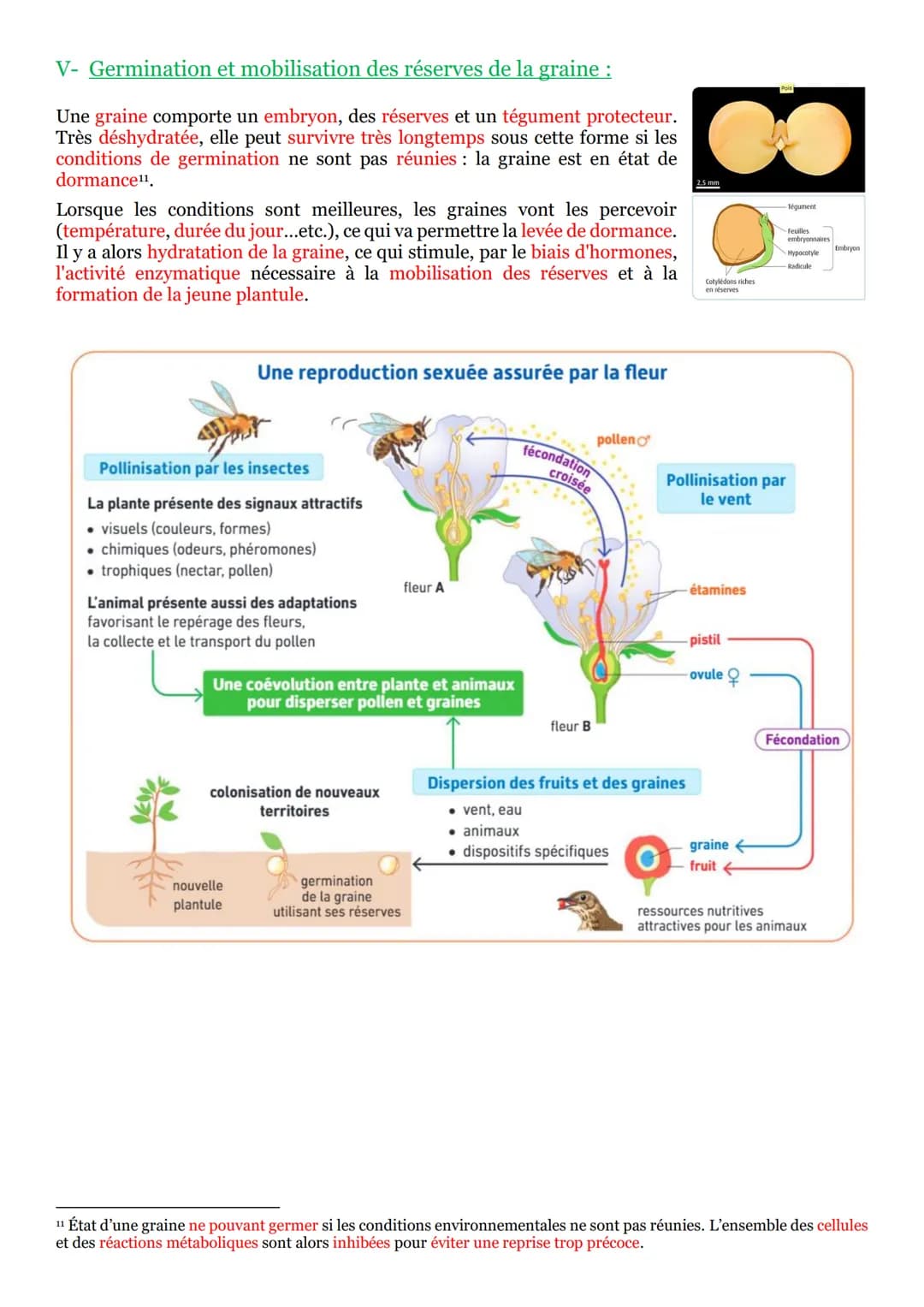 PARTIE 3 : De la plante sauvage à la plante domestiquée :
Chapitre n°1 : L'organisation fonctionnelle des plantes à fleur :
I- La vie fixé