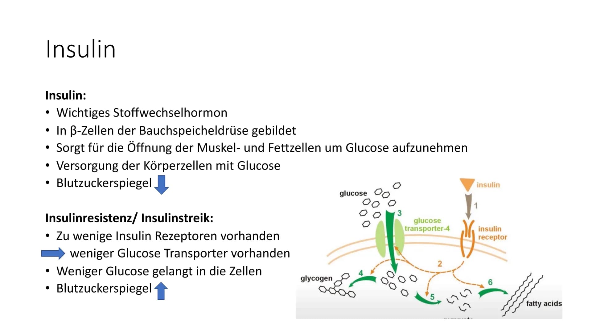 # Diabetes mellitus
Von Nikolas Schmieg Was ist Diabetes
mellitus?
• griech. διαβαίνειν= durchfließen
lat. mellitus= honigsüß
• Hauptmer