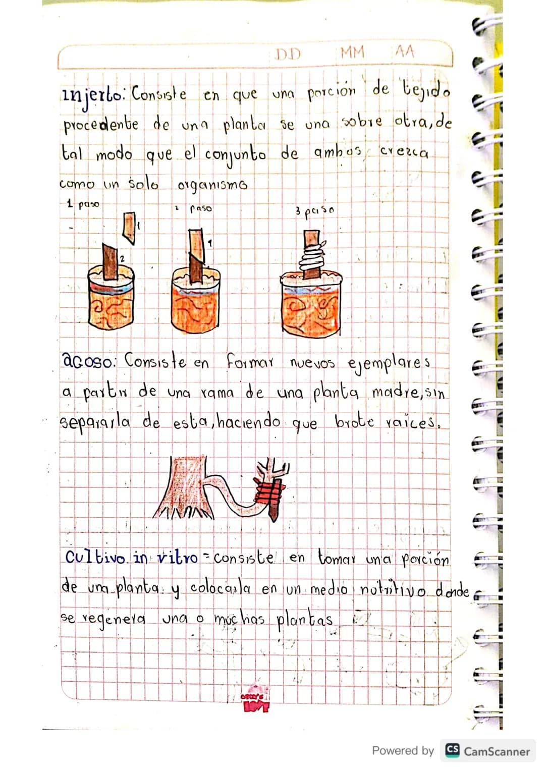 Julieth Ximena Doncel Torres 8-2
Ligula 2 Periodo
DDMM 44
# Reproducción
## en plantas
Actividad 1: Realice un dibujo con cada uno
de los me