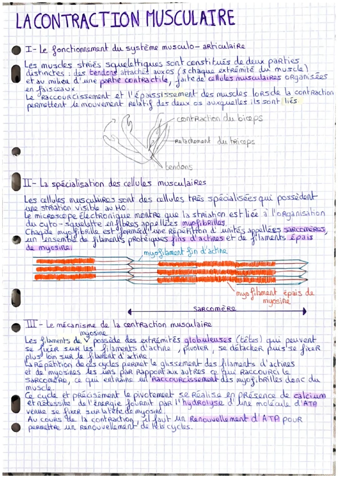 # LA CONTRACTION MUSCULATRE
I- Le fonctionnement du système musculo-articulaire
Les muscles stries squelettiques sont constitués de deux p