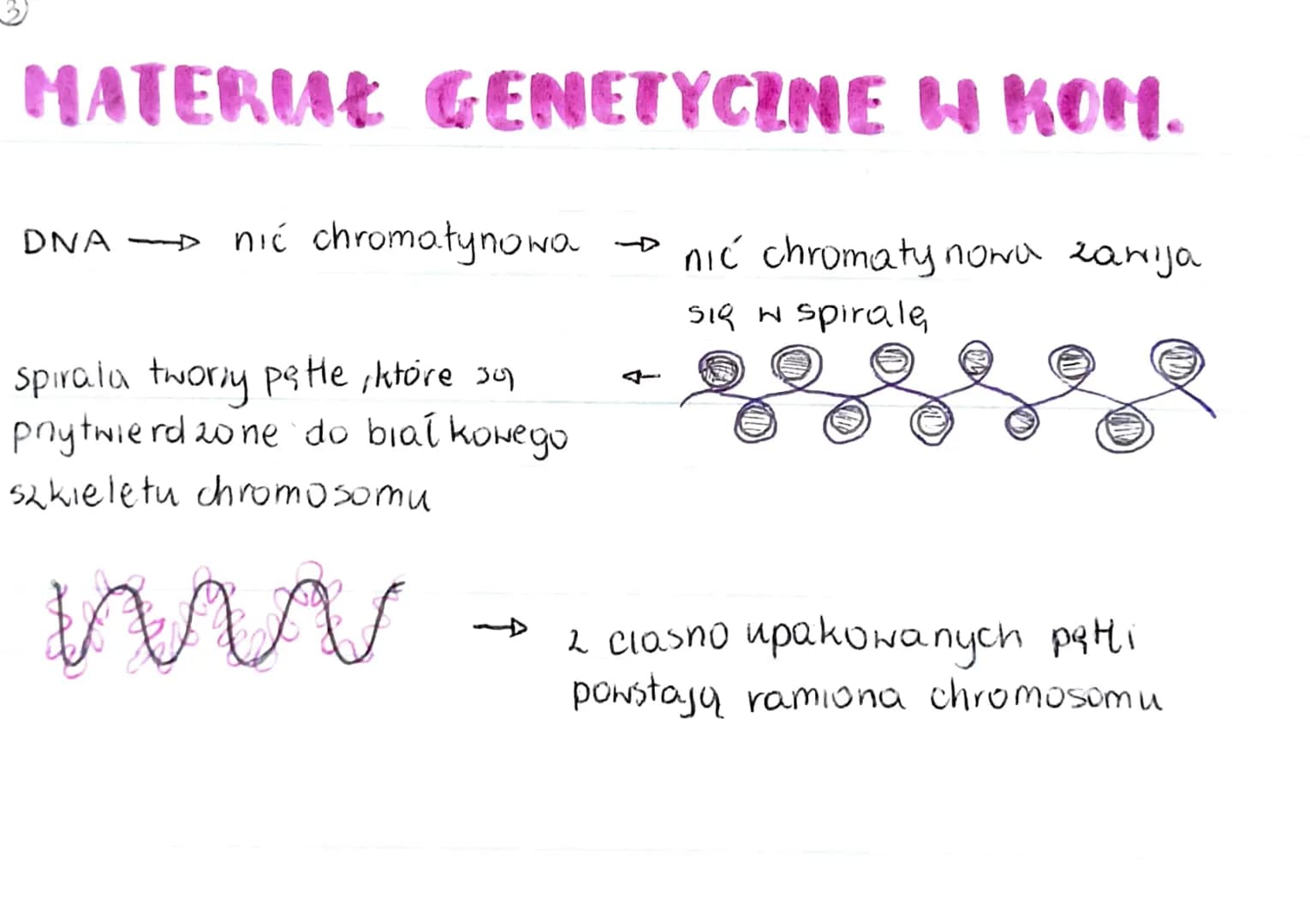 A
# GENON
•peīna informacja genetyczna danego organizmu
• zazwyczaj genom zbudowany jest 2 DNA (u niektórych wirusón 2 RNA)
genom procaryot