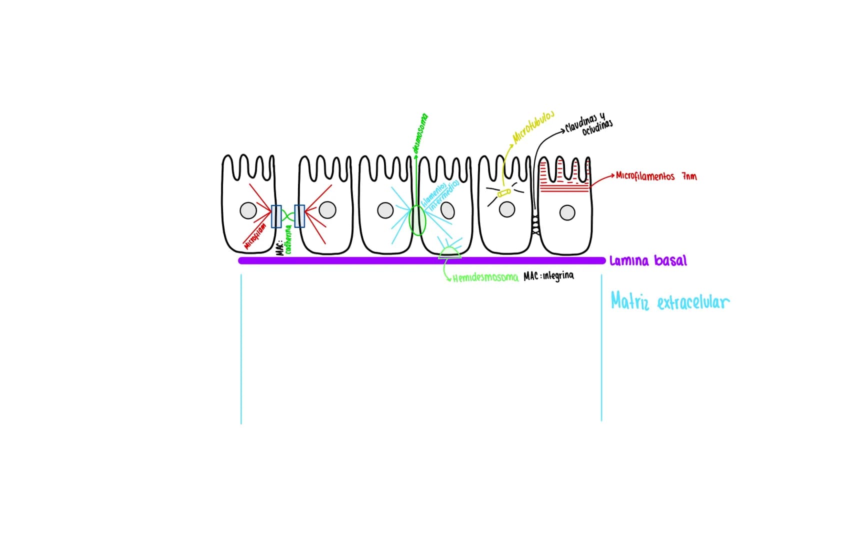funciones:
→Control
→Sintetiz ADN Replicación
→Sintetiz ARN Transcripción
Transporte nuclear
Nucleo
Complejo de poro
Anillo luminal
Anill