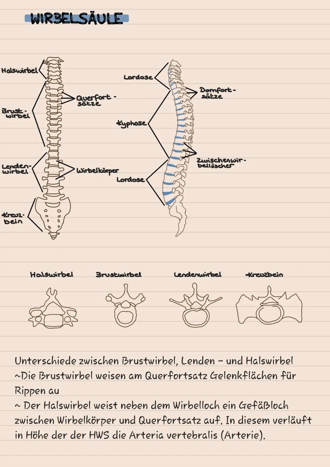 # KNOCHEN
# SKELETT
1 Scheitelbein (Os paritale)
2 Stimbein (os frontale)
3 Jochbein (Os Zygomaticuul
4 Unterkiefer (Mandibulal
5 Ober