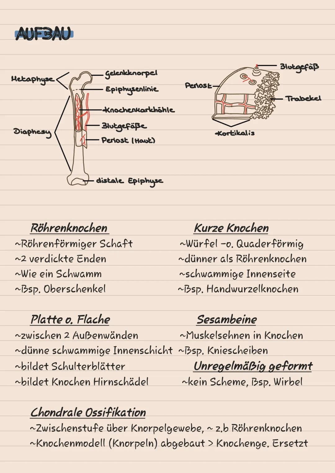 # KNOCHEN
# SKELETT
1 Scheitelbein (Os paritale)
2 Stimbein (os frontale)
3 Jochbein (Os Zygomaticuul
4 Unterkiefer (Mandibulal
5 Ober