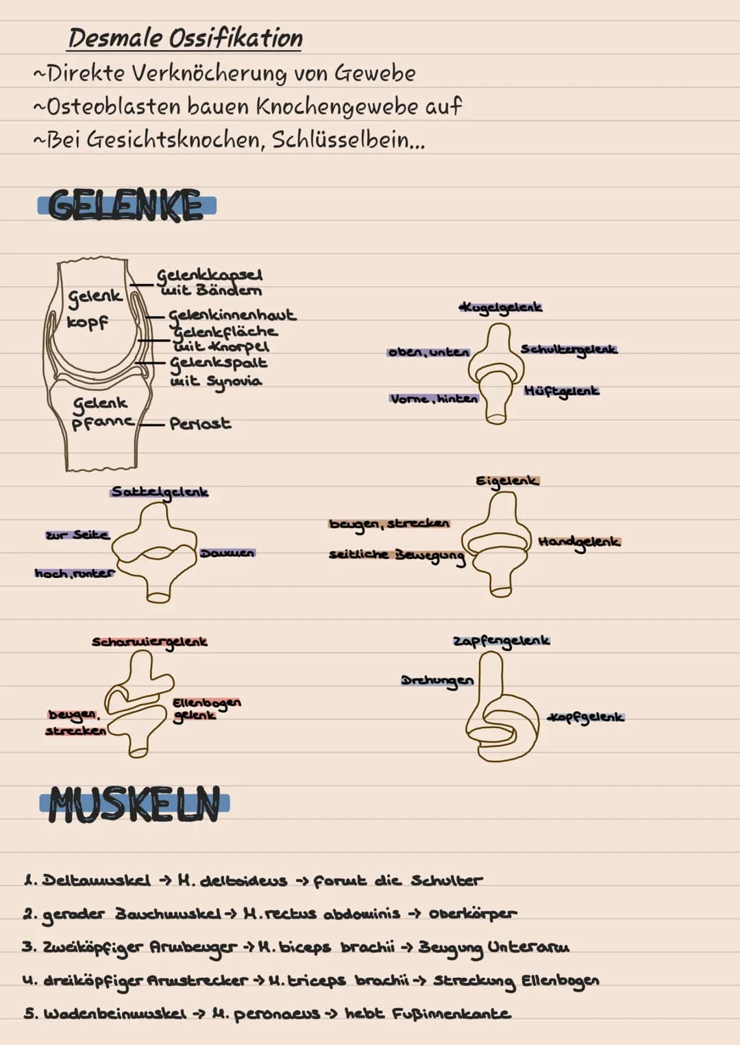 # KNOCHEN
# SKELETT
1 Scheitelbein (Os paritale)
2 Stimbein (os frontale)
3 Jochbein (Os Zygomaticuul
4 Unterkiefer (Mandibulal
5 Ober