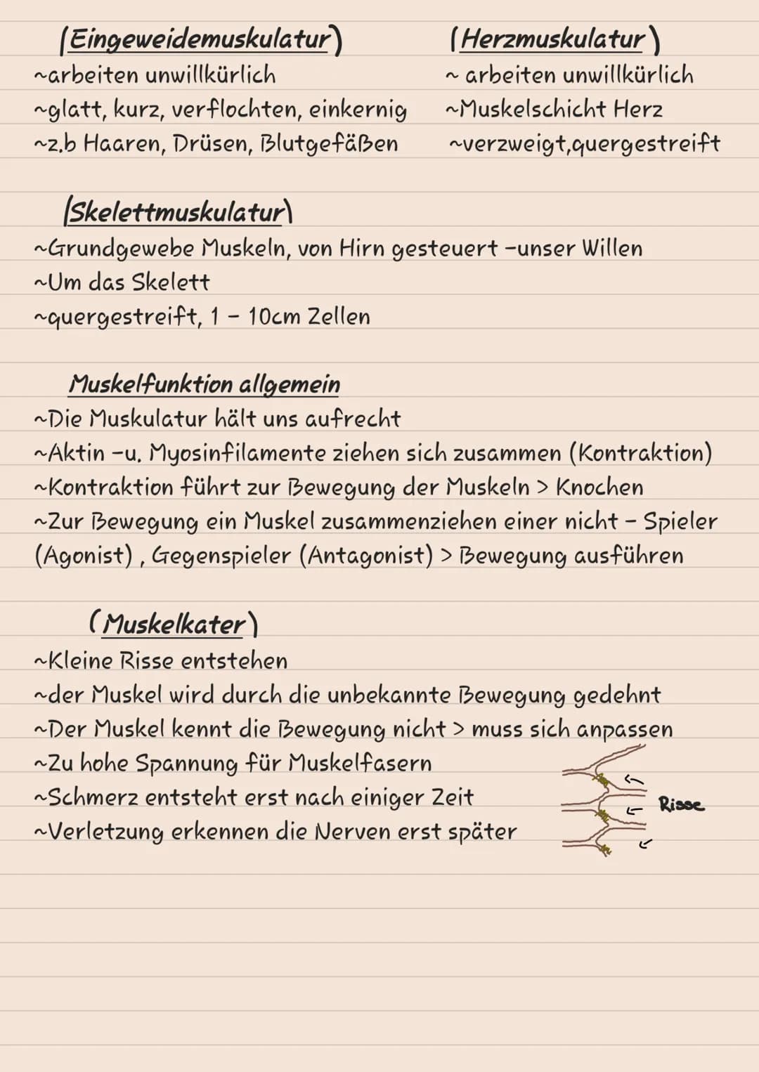 # KNOCHEN
# SKELETT
1 Scheitelbein (Os paritale)
2 Stimbein (os frontale)
3 Jochbein (Os Zygomaticuul
4 Unterkiefer (Mandibulal
5 Ober