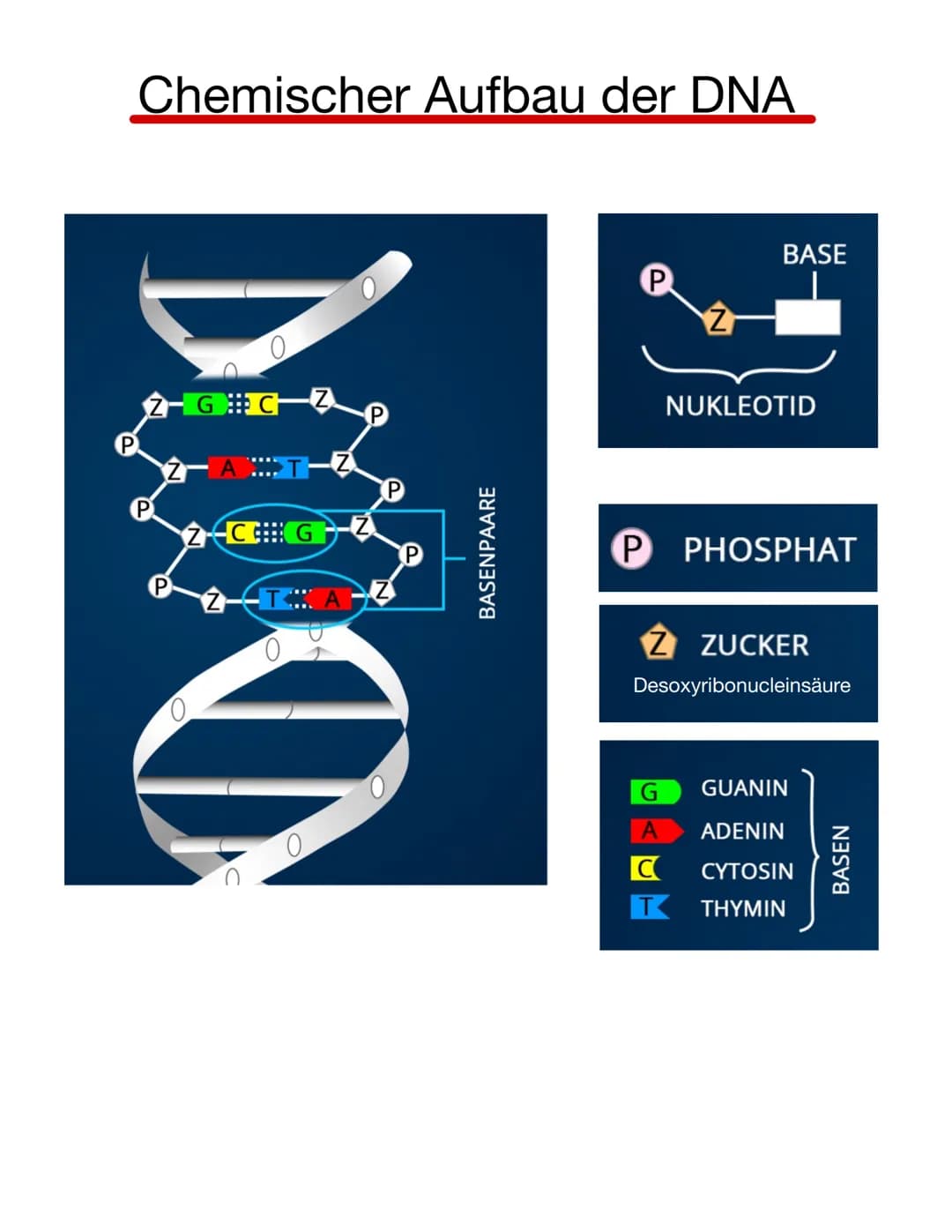 # Chromosomen
Eukaryoten: Im Zellkern
Prokaryoten: frei im Zellplasma
Telomer
Schutzkappen an den
Enden der Chromosomen
Centromer
Chrom
