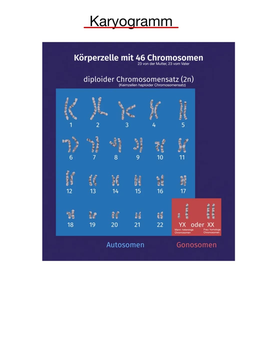 # Chromosomen
Eukaryoten: Im Zellkern
Prokaryoten: frei im Zellplasma
Telomer
Schutzkappen an den
Enden der Chromosomen
Centromer
Chrom