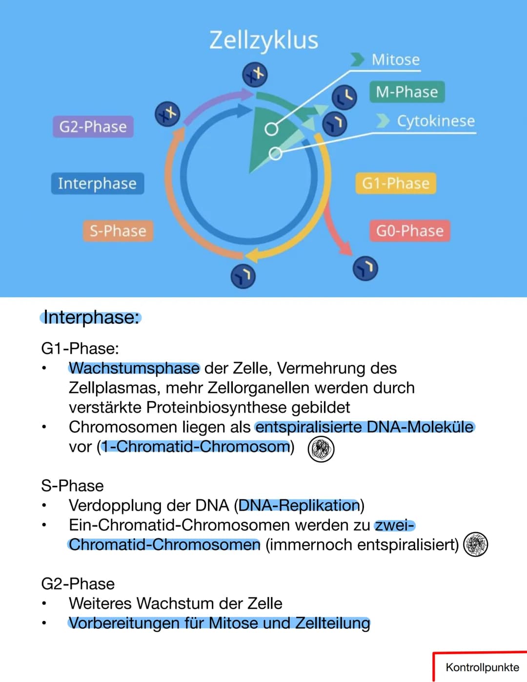 # Chromosomen
Eukaryoten: Im Zellkern
Prokaryoten: frei im Zellplasma
Telomer
Schutzkappen an den
Enden der Chromosomen
Centromer
Chrom