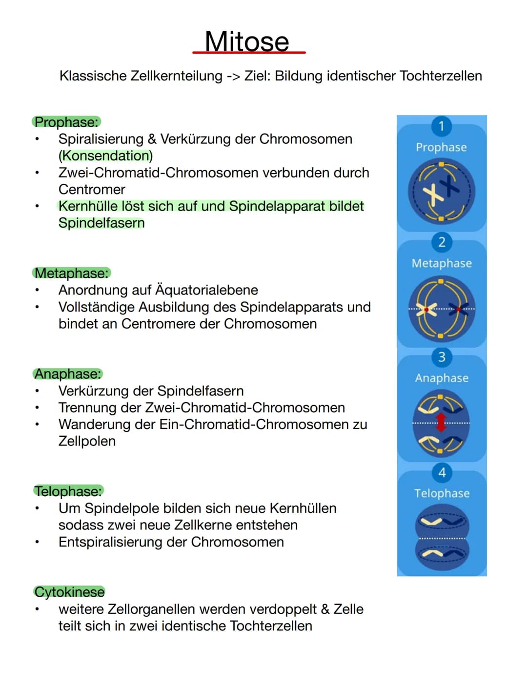 # Chromosomen
Eukaryoten: Im Zellkern
Prokaryoten: frei im Zellplasma
Telomer
Schutzkappen an den
Enden der Chromosomen
Centromer
Chrom