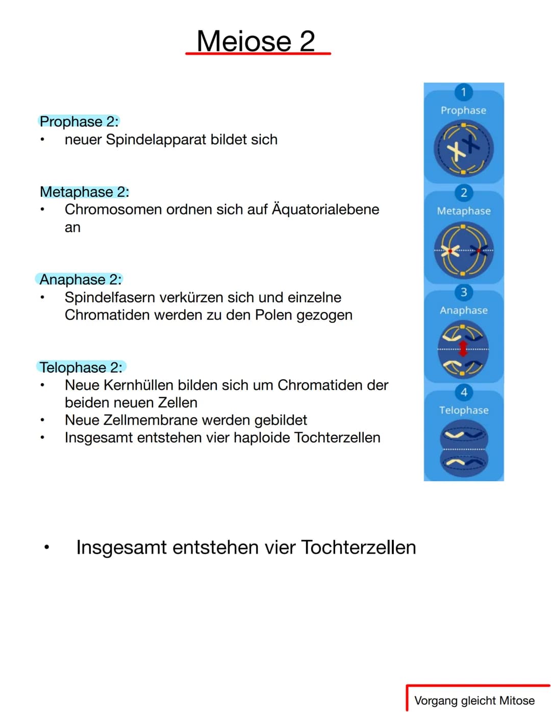 # Chromosomen
Eukaryoten: Im Zellkern
Prokaryoten: frei im Zellplasma
Telomer
Schutzkappen an den
Enden der Chromosomen
Centromer
Chrom