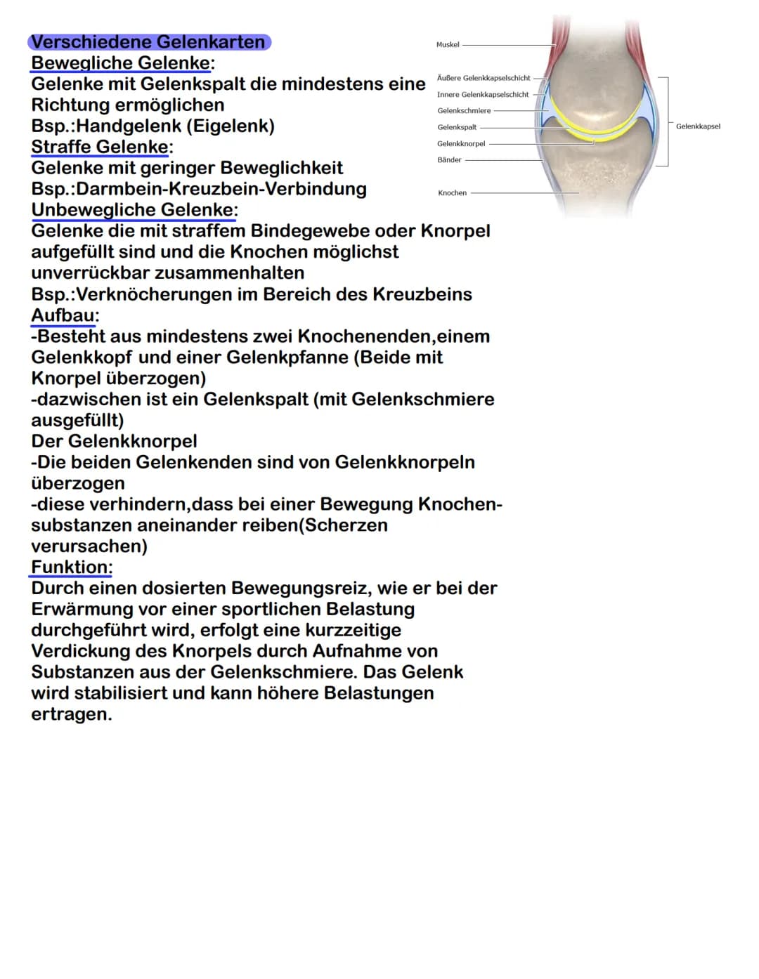 Der passive Bewegungsapparat
1. Einteilung und Funktion
Besteht aus: Knochen, Gelenke, Bänder, Knorpel und Bandscheiben
Funktion:
-körpere