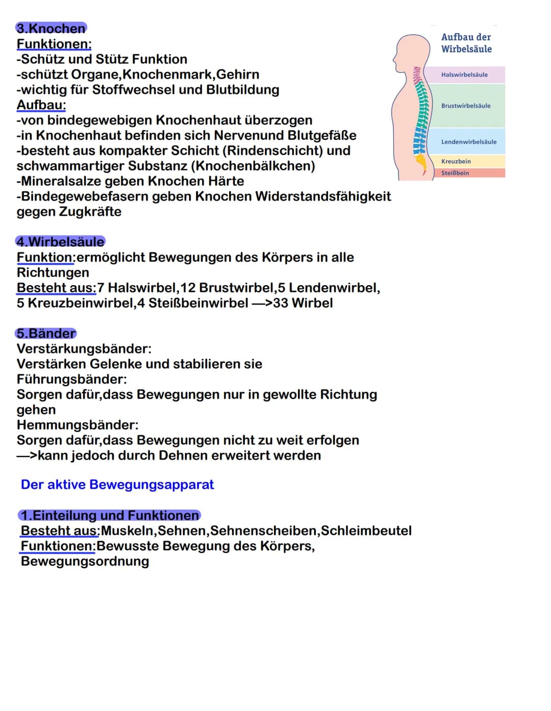 Der passive Bewegungsapparat
1. Einteilung und Funktion
Besteht aus: Knochen, Gelenke, Bänder, Knorpel und Bandscheiben
Funktion:
-körpere
