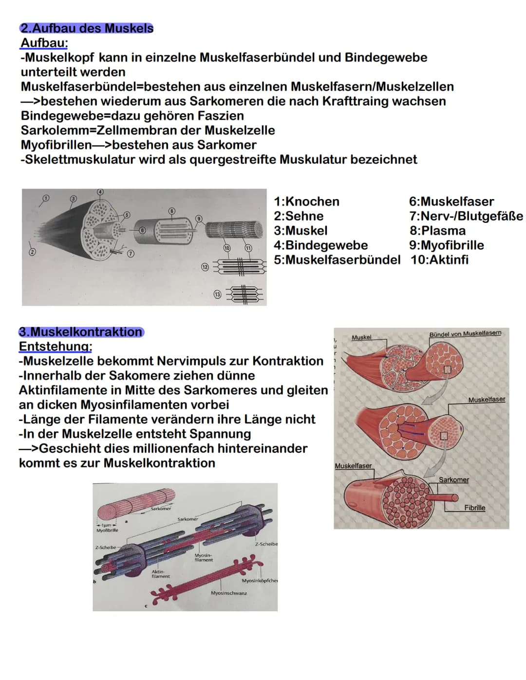 Der passive Bewegungsapparat
1. Einteilung und Funktion
Besteht aus: Knochen, Gelenke, Bänder, Knorpel und Bandscheiben
Funktion:
-körpere