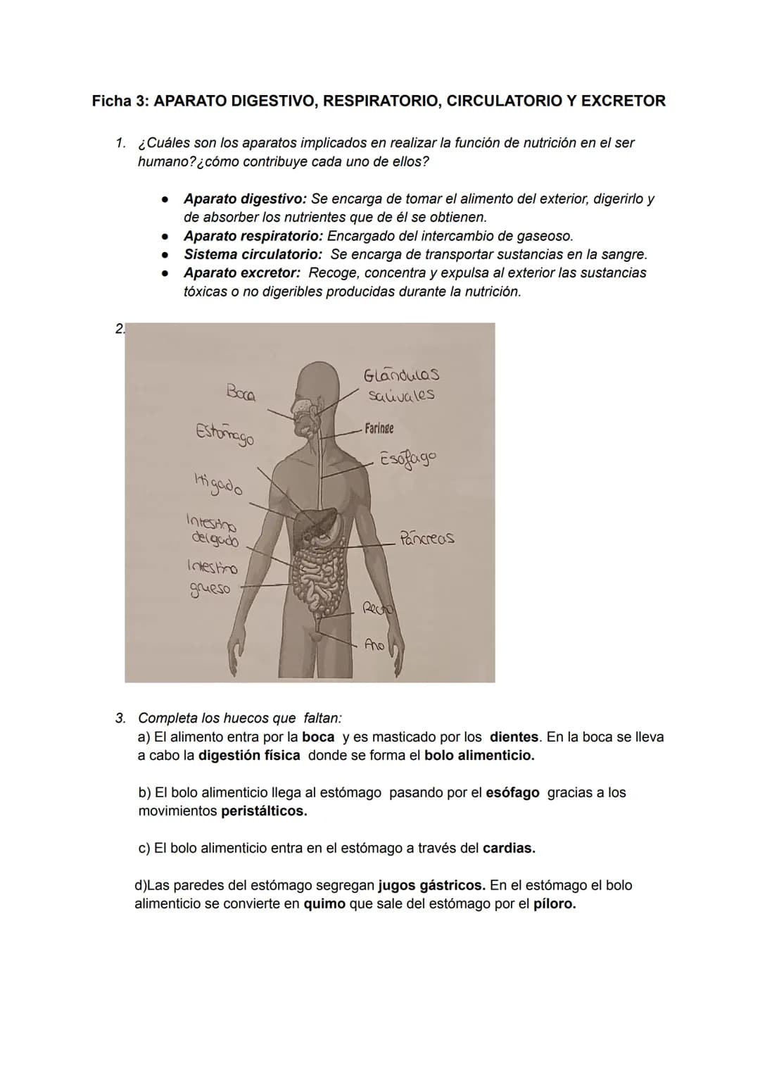 Ficha 3: APARATO DIGESTIVO, RESPIRATORIO, CIRCULATORIO Y EXCRETOR
1. ¿Cuáles son los aparatos implicados en realizar la función de nutrició