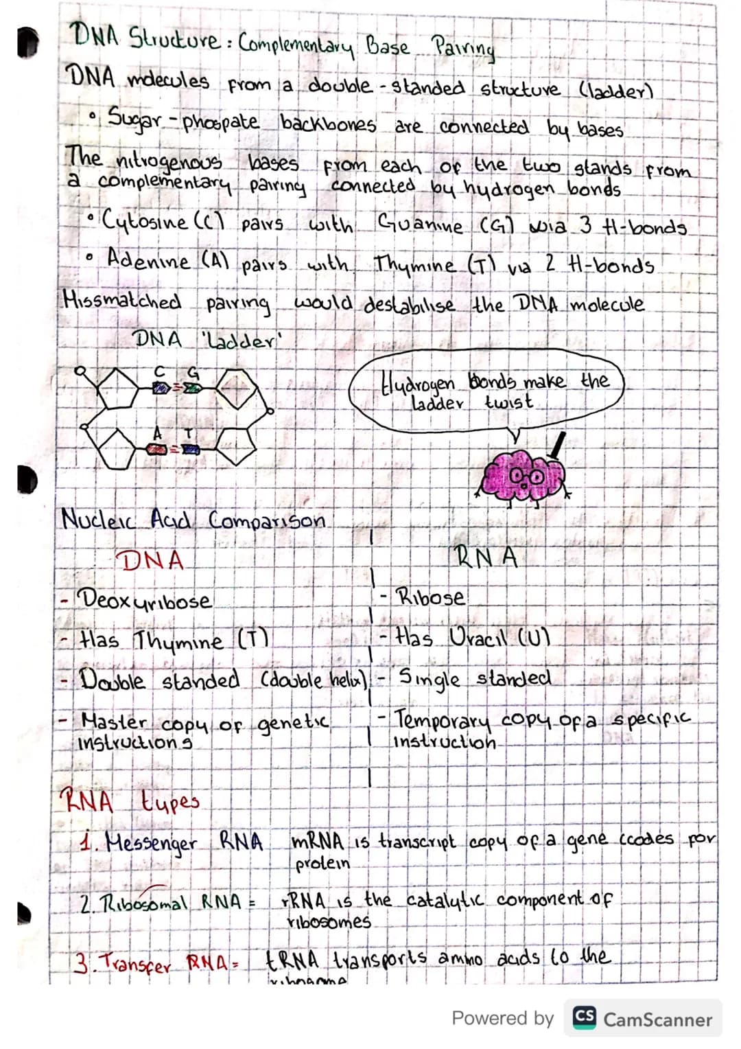 25/08/2023
Nucleic Acids
Nucleotides
DNA and RNA are composed of monomeres called nucleotides,
Which contain:
• A pentose (5C) sugar, a p