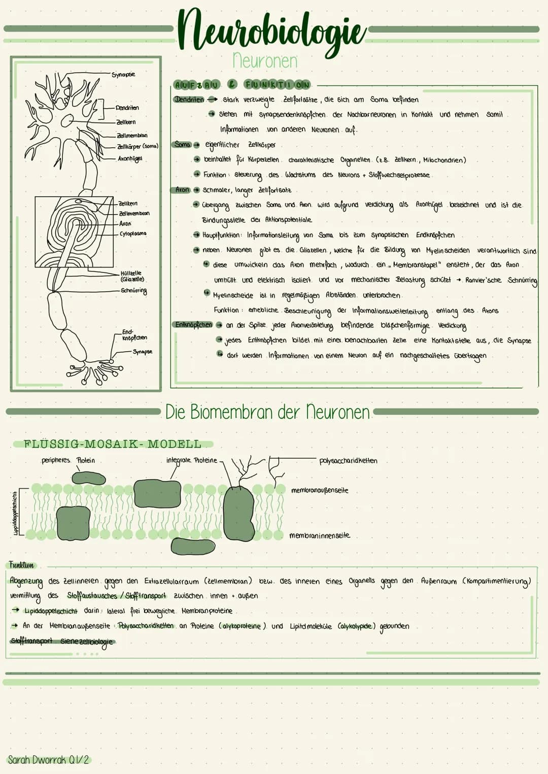 # Neurobiologie
## Neuronen
Synapse
Dendriten
-Zellikern
Fallmembran
Zellikörper (soma)
Axonhügel
Zelikern
Zelimembran
Axon
Cytopla