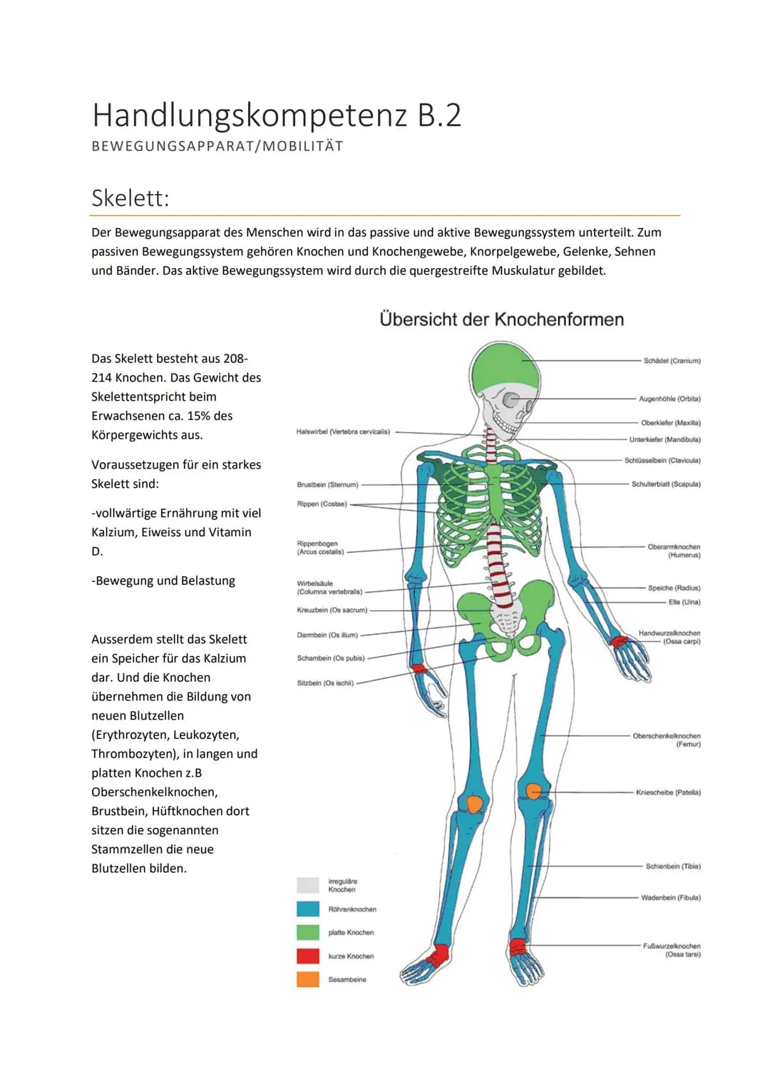 # Handlungskompetenz B.2
BEWEGUNGSAPPARAT/MOBILITÄT
Skelett:
Der Bewegungsapparat des Menschen wird in das passive und aktive Bewegungssys