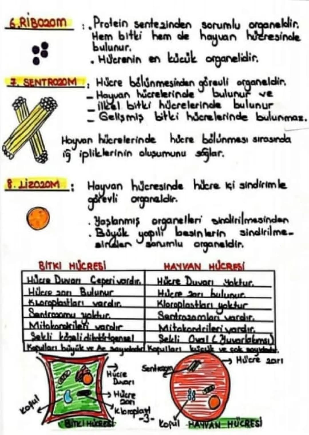 # ORGANELLER
1- ENDOPLAZMIL RETIKULM (E.R)
cekirdek
Çekirdek ile çekirdek zarı
arasını dolduran kanallar
dan oluşan yapıdır.
Madde ileti