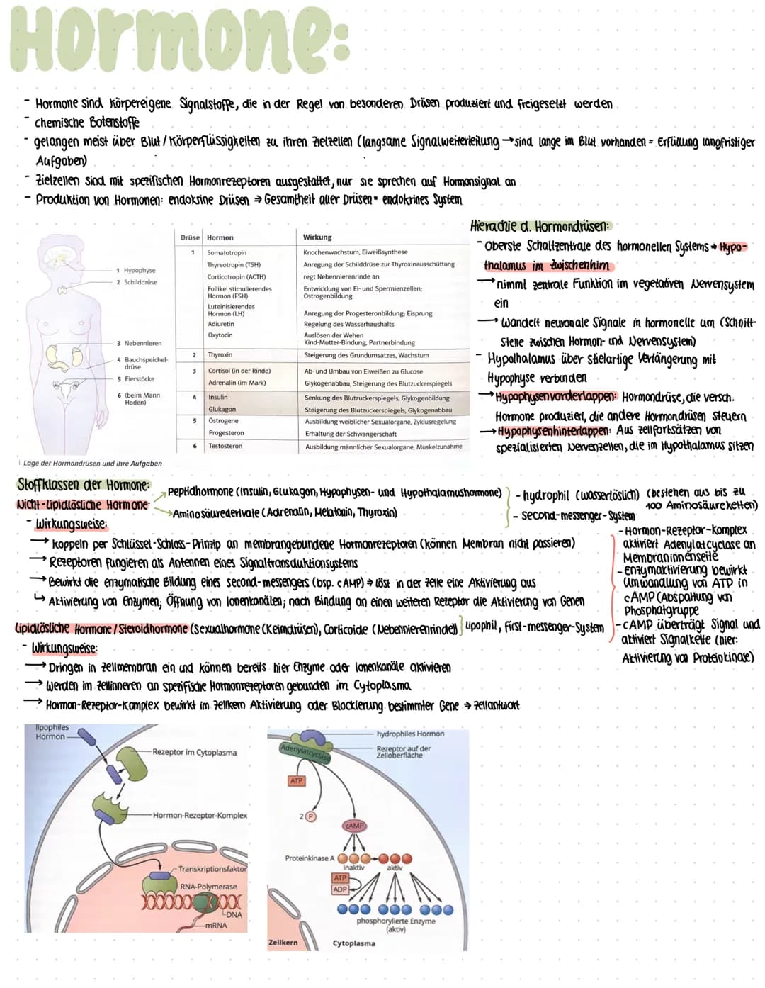 # Hormone:
- Hormone sind körpereigene Signalstoffe, die in der Regel von besonderen Drüsen produziert und freigesetzt werden
- chemische Bo