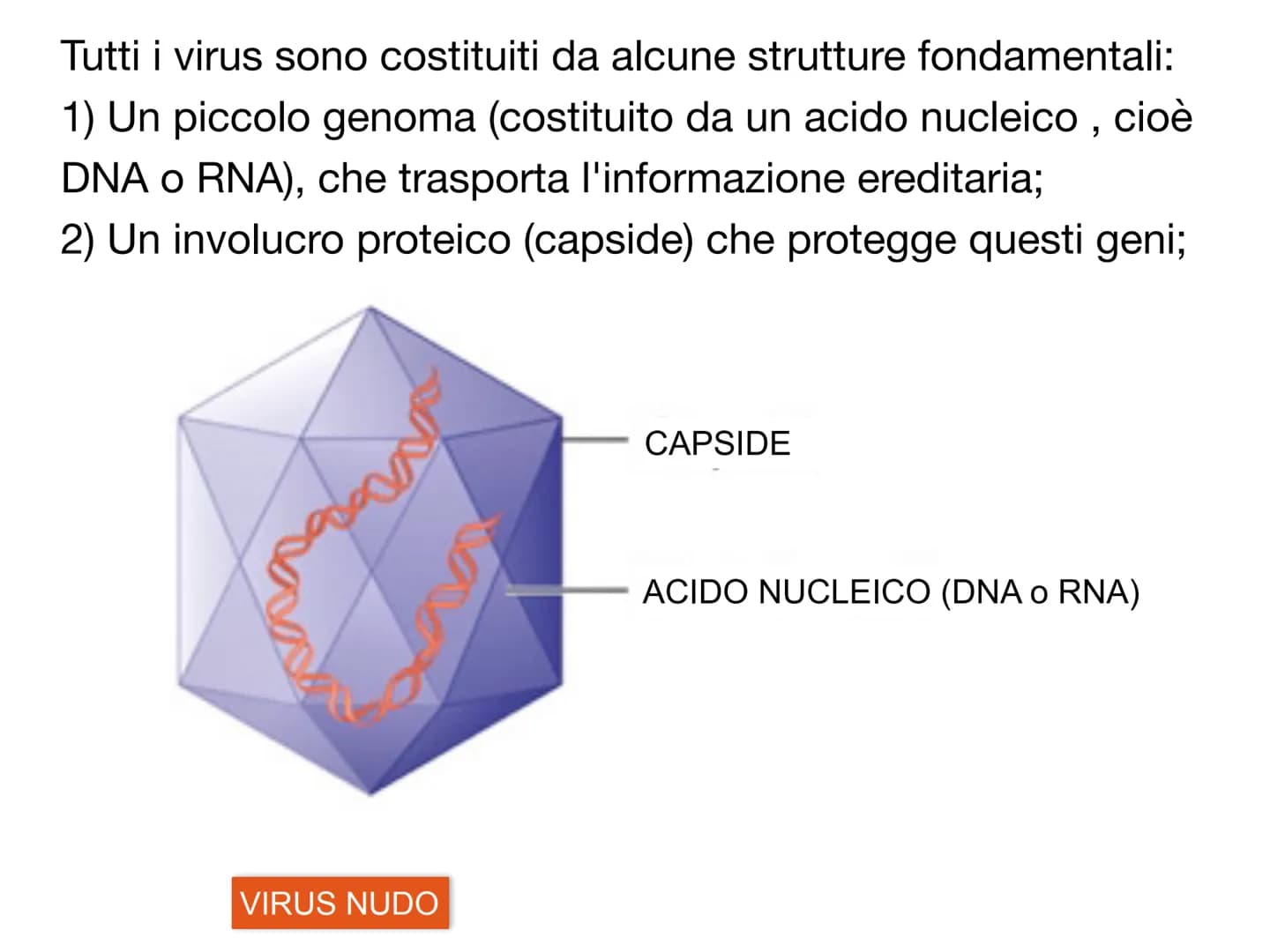# I VIRUS atomo
amminoacido
proteina
virus
cellule animali
e vegetali
cloroplasto
batterio
cellula
uovo
uovo
di rana
umana
0,1 nm
1 nm 10 nm