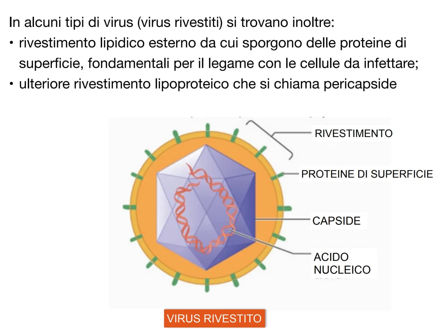 # I VIRUS atomo
amminoacido
proteina
virus
cellule animali
e vegetali
cloroplasto
batterio
cellula
uovo
uovo
di rana
umana
0,1 nm
1 nm 10 nm