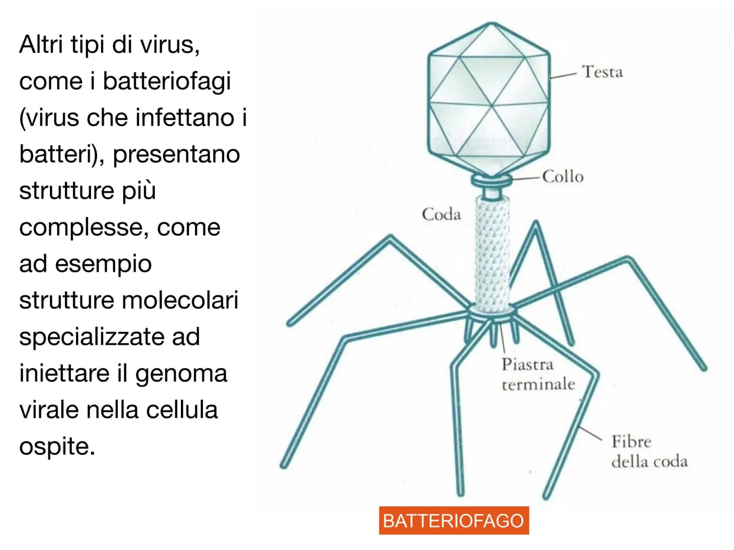 # I VIRUS atomo
amminoacido
proteina
virus
cellule animali
e vegetali
cloroplasto
batterio
cellula
uovo
uovo
di rana
umana
0,1 nm
1 nm 10 nm