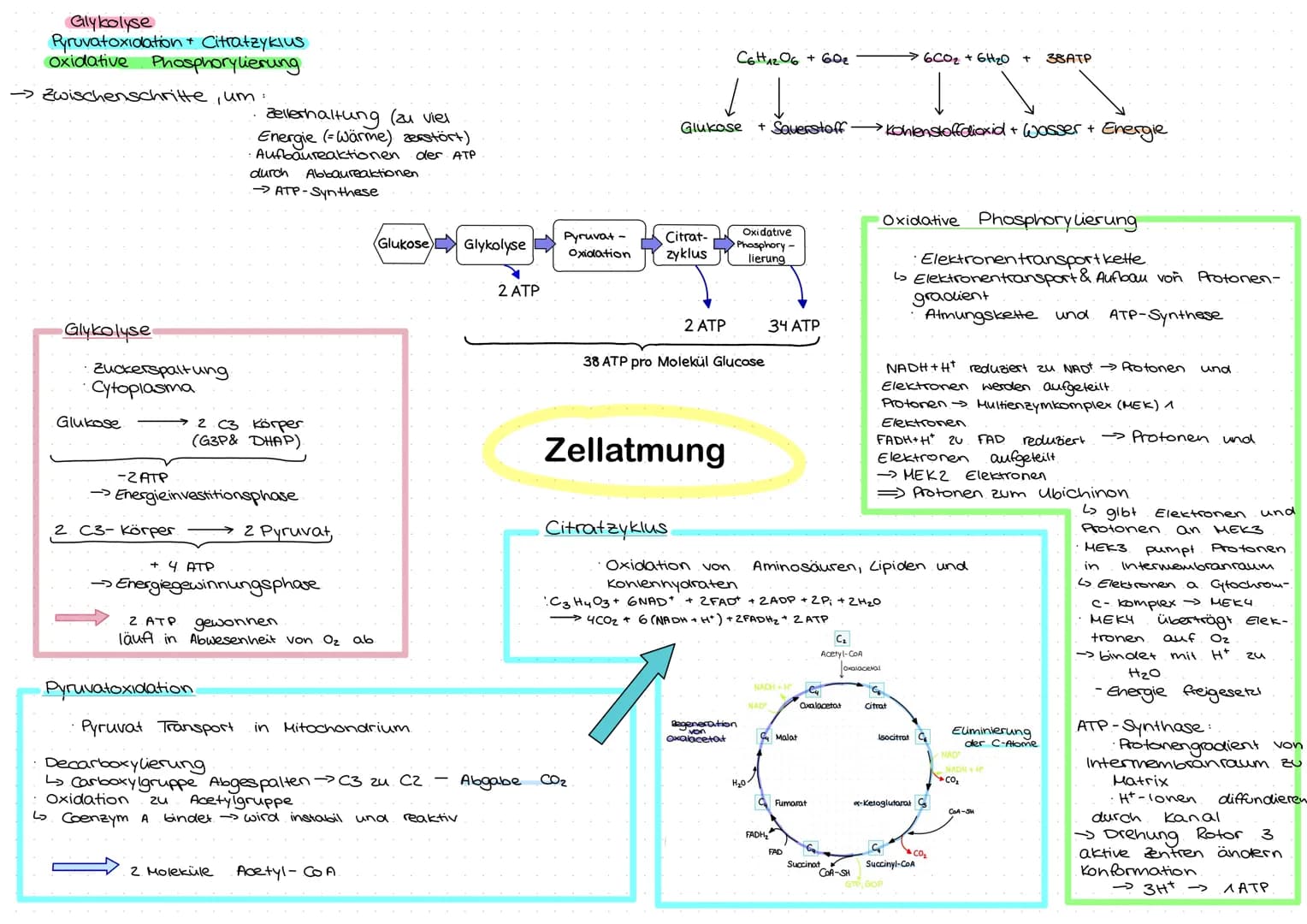 # Glykolyse
Pyruvatoxidation + Citratzyklus
Oxidative Phosphorylierung
→ Zwischenschritte, um:
* Zellerhaltung (zu viel
Energie (Wärm