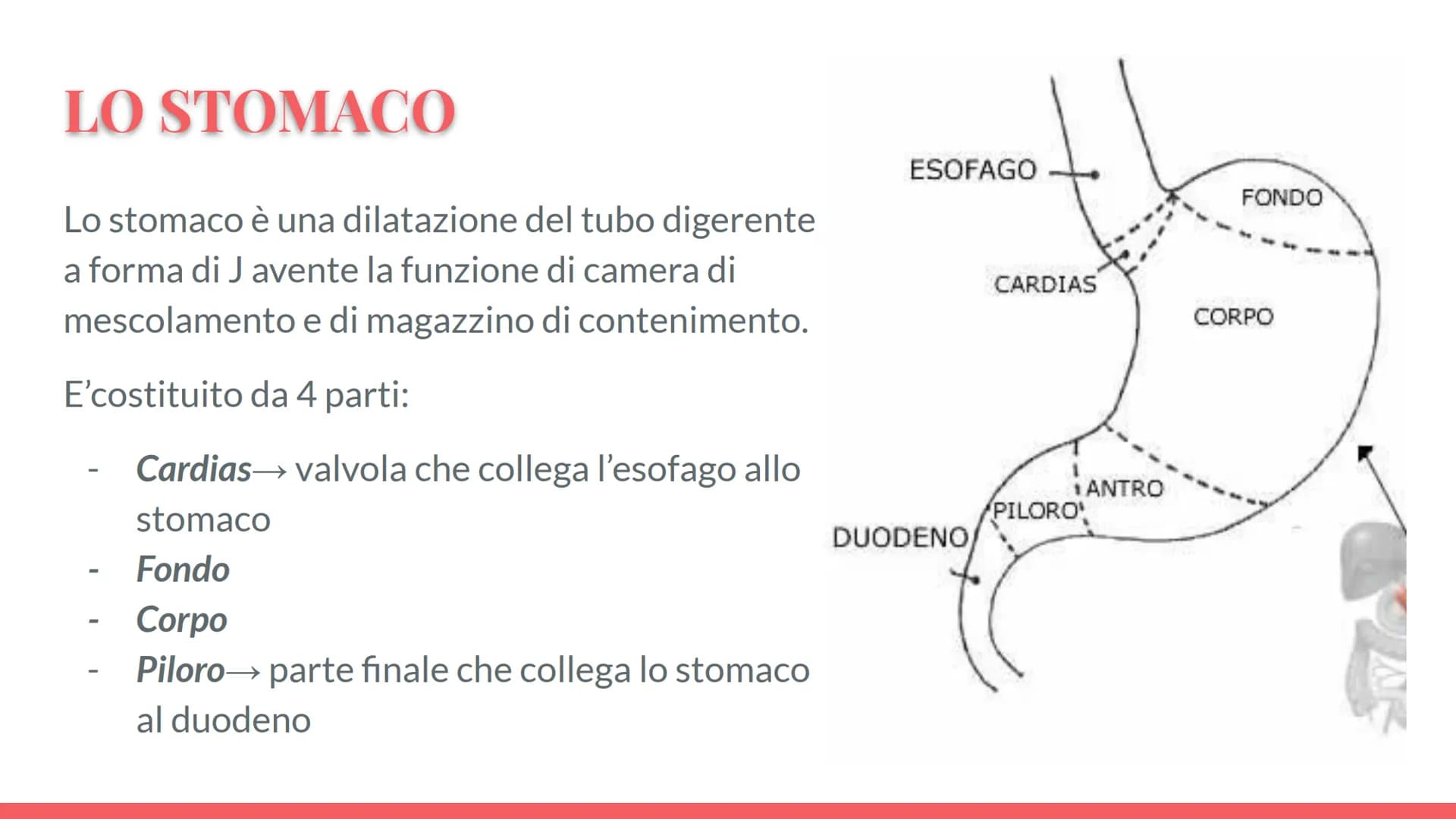 Esófago
Fegato
Colecisti
Duodeno
Stomaco
Intestino crasso
Intestino
terme
L'APPARATO
DIGERENTE # COS'E' L'APPARATO DIGERENTE?
L'appar