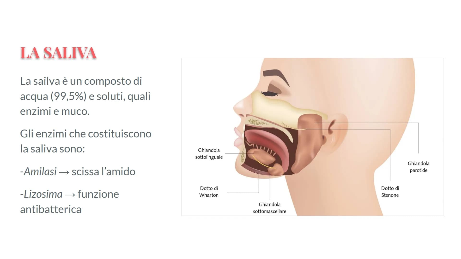 Esófago
Fegato
Colecisti
Duodeno
Stomaco
Intestino crasso
Intestino
terme
L'APPARATO
DIGERENTE # COS'E' L'APPARATO DIGERENTE?
L'appar