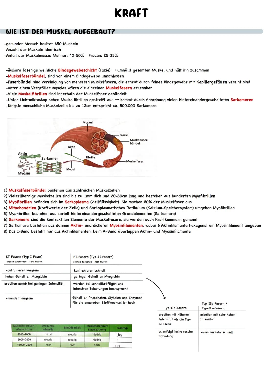 # KRAFT
WIE IST DER MUSKEL AUFGEBAUT?
-gesunder Mensch besitzt 650 Muskeln
-Anzahl der Muskeln identisch
-Anteil der Muskelmasse: Männer