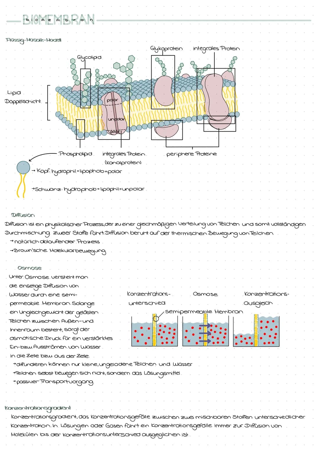 # BIOMEMBRAN-
Flüssig-Mosaik-Modell
Lipid
Doppelschicht
Glykoprotein integrales Protein
Glycolipid
Phospholipid integrales Protein.
(Ka