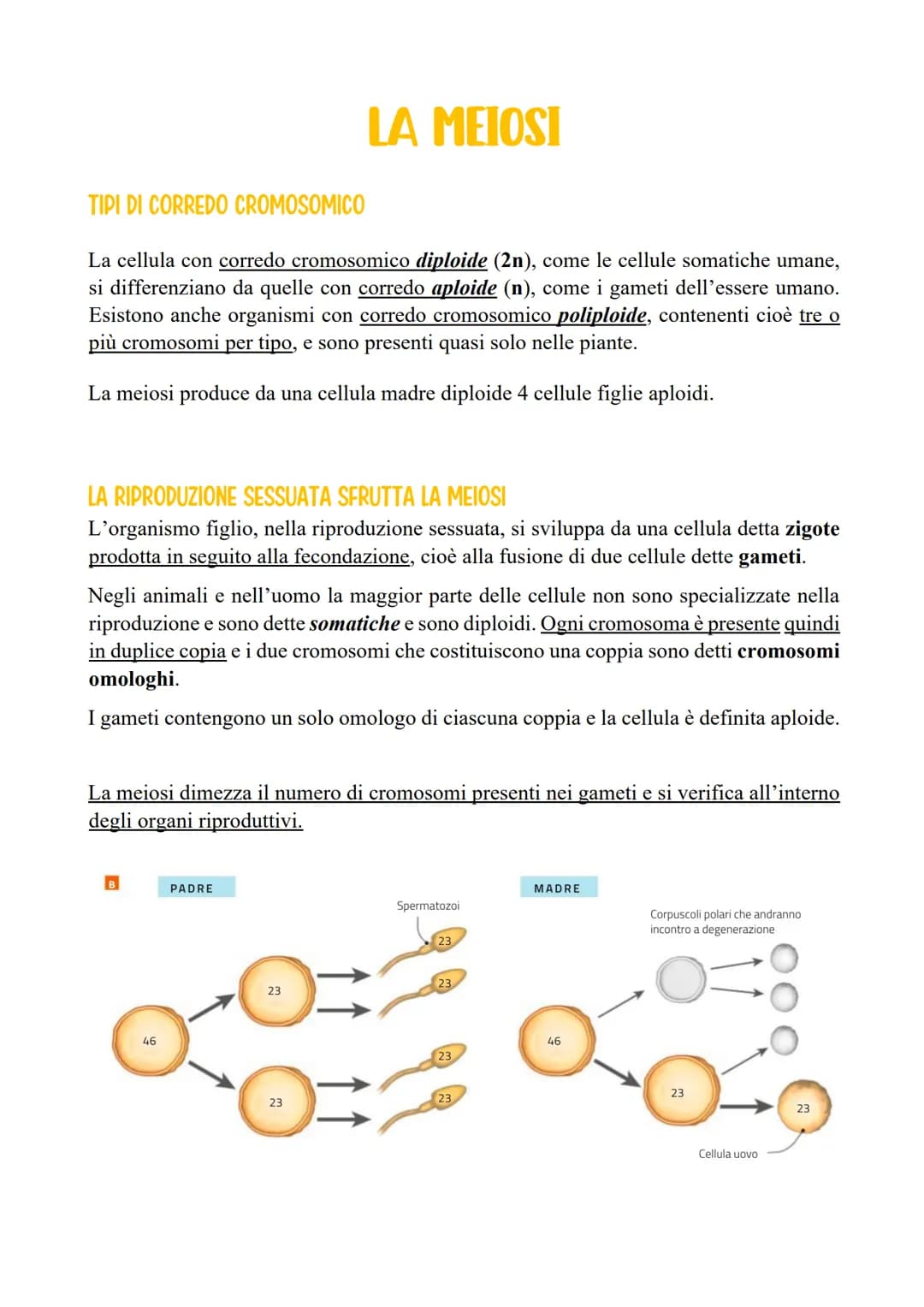 LA MEIOSI
TIPI DI CORREDO CROMOSOMICO
La cellula con corredo cromosomico diploide (2n), come le cellule somatiche umane,
si differenziano
