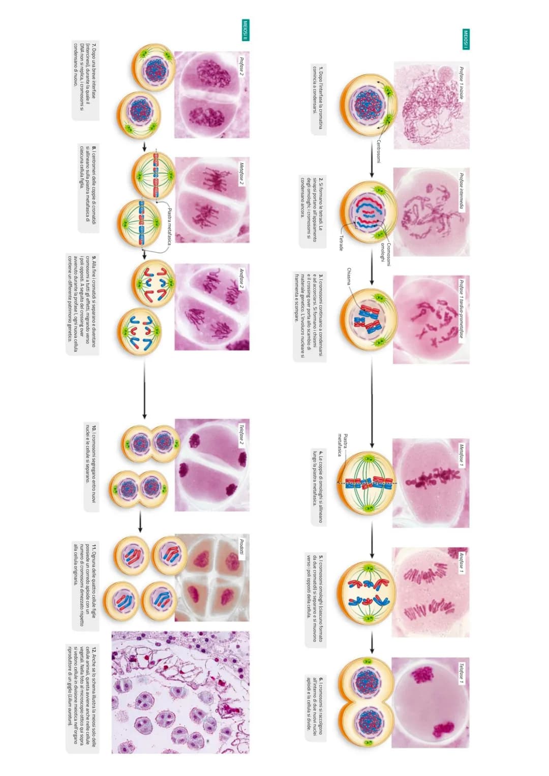 LA MEIOSI
TIPI DI CORREDO CROMOSOMICO
La cellula con corredo cromosomico diploide (2n), come le cellule somatiche umane,
si differenziano