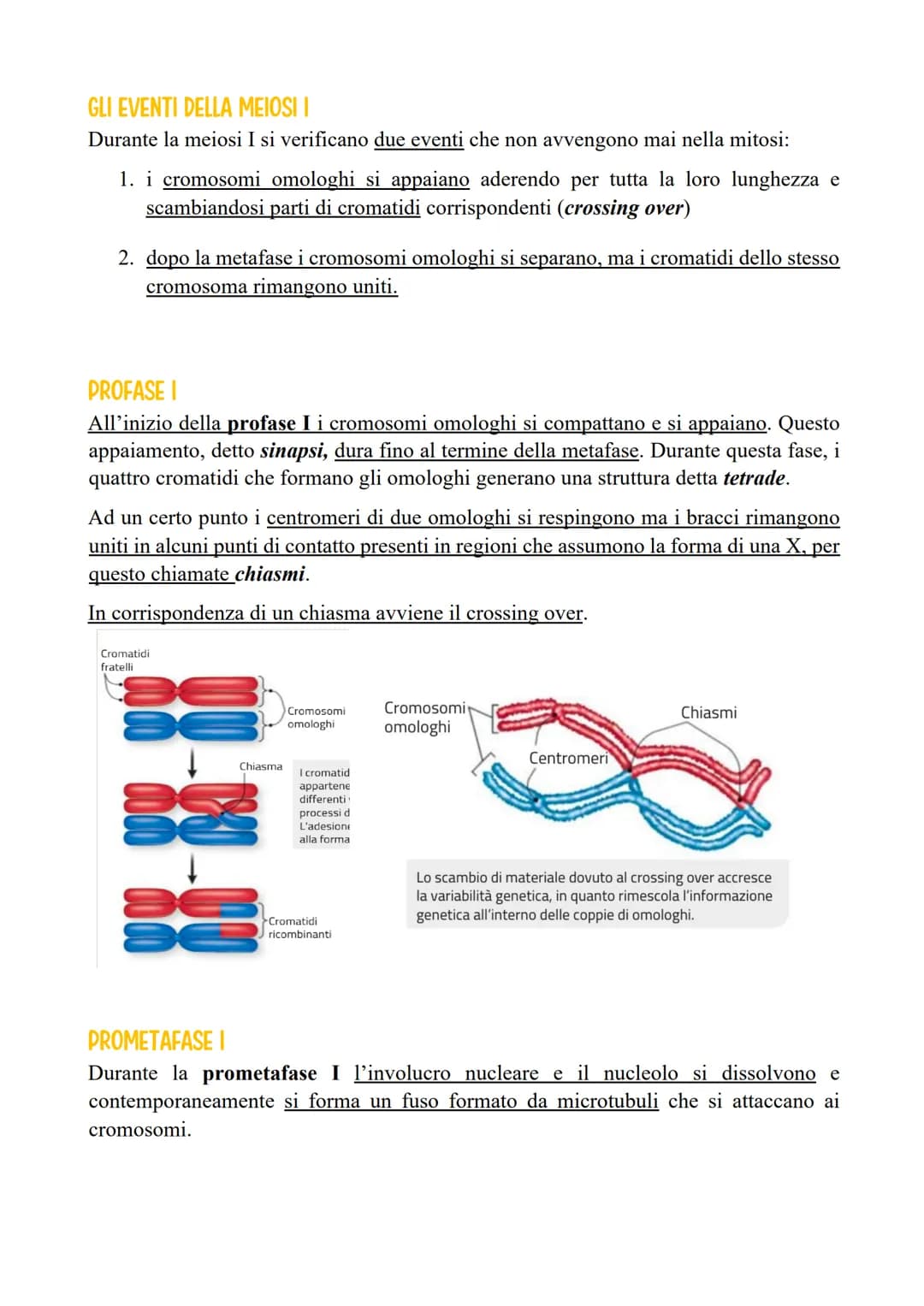 LA MEIOSI
TIPI DI CORREDO CROMOSOMICO
La cellula con corredo cromosomico diploide (2n), come le cellule somatiche umane,
si differenziano